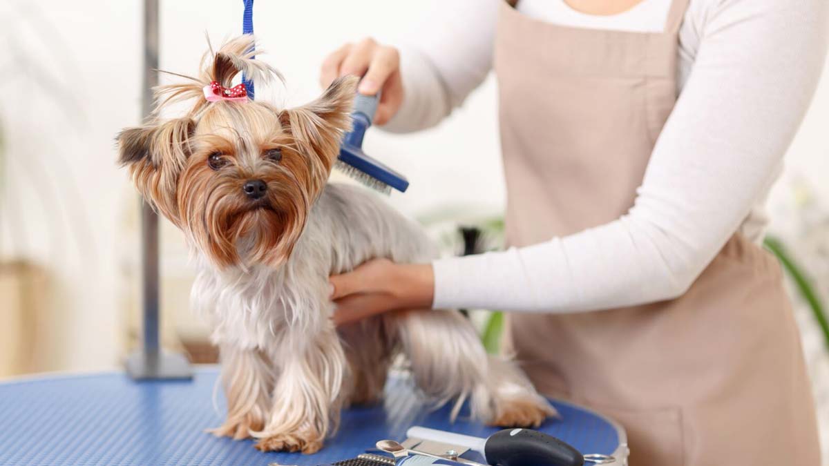 dog-grooming-business-ideas-rising-innovator